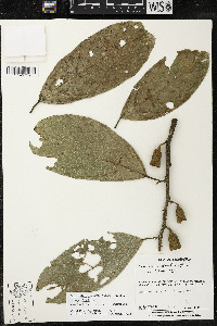Quararibea funebris image