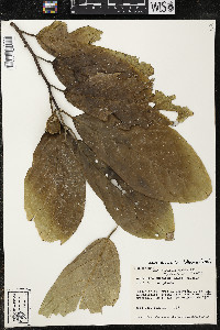 Quararibea funebris image