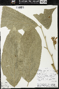 Quararibea funebris image
