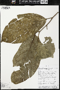 Quararibea funebris image
