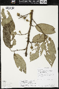 Quararibea funebris image