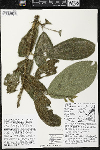 Quararibea funebris image