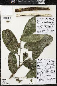 Quararibea funebris image