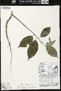 Quararibea funebris image