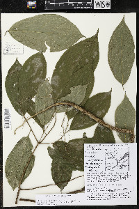 Quararibea funebris image