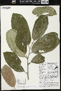 Quararibea funebris image