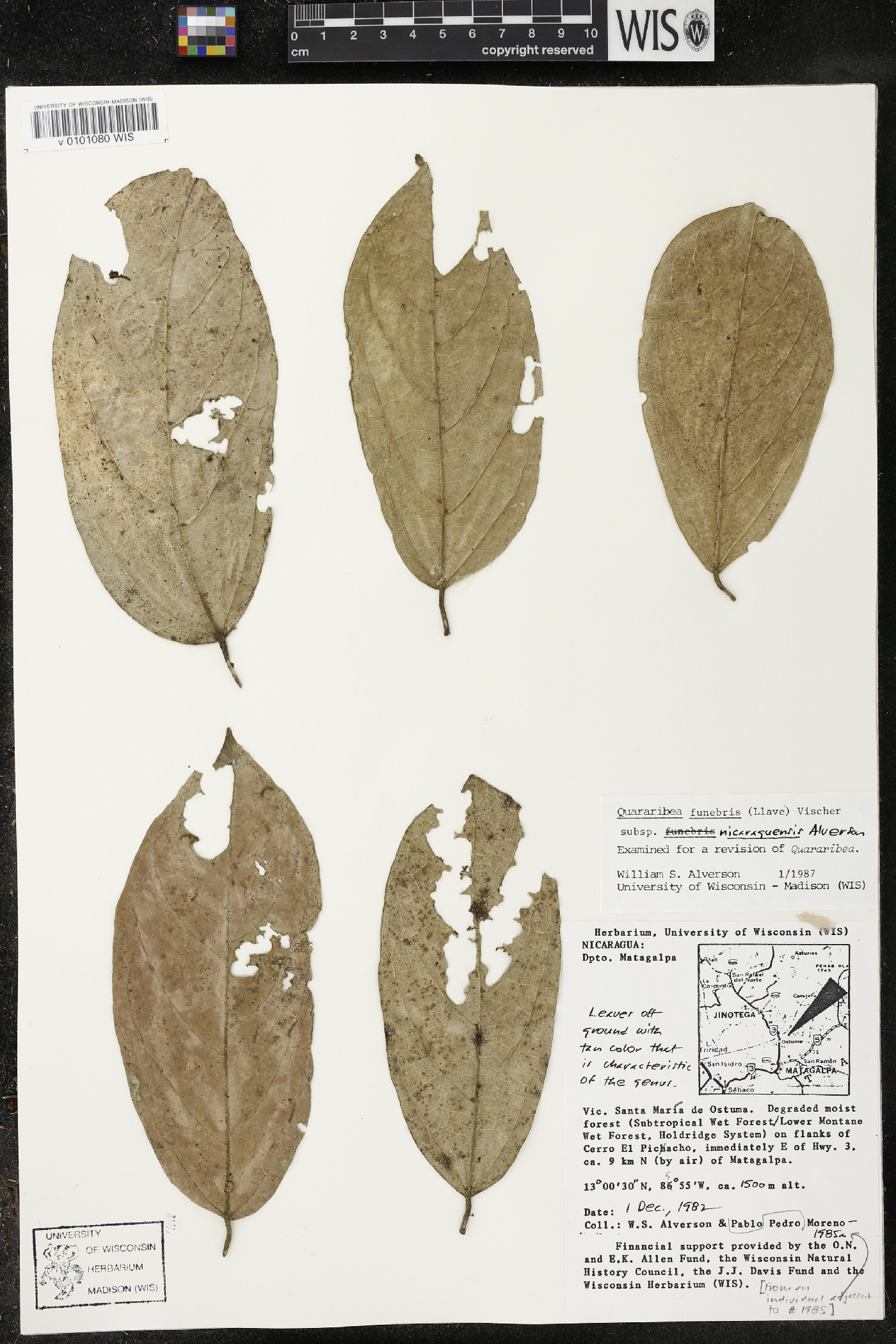 Quararibea funebris image