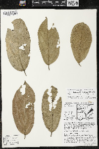 Quararibea funebris image