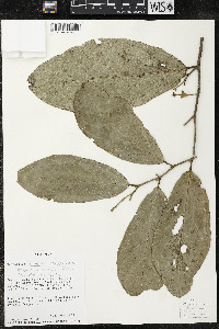Quararibea funebris image