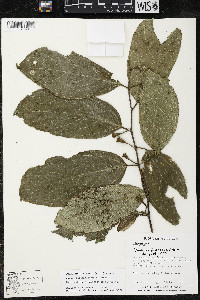Quararibea funebris image