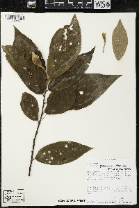 Quararibea gomeziana image