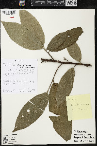 Quararibea gomeziana image
