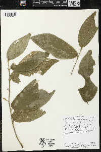 Quararibea gomeziana image