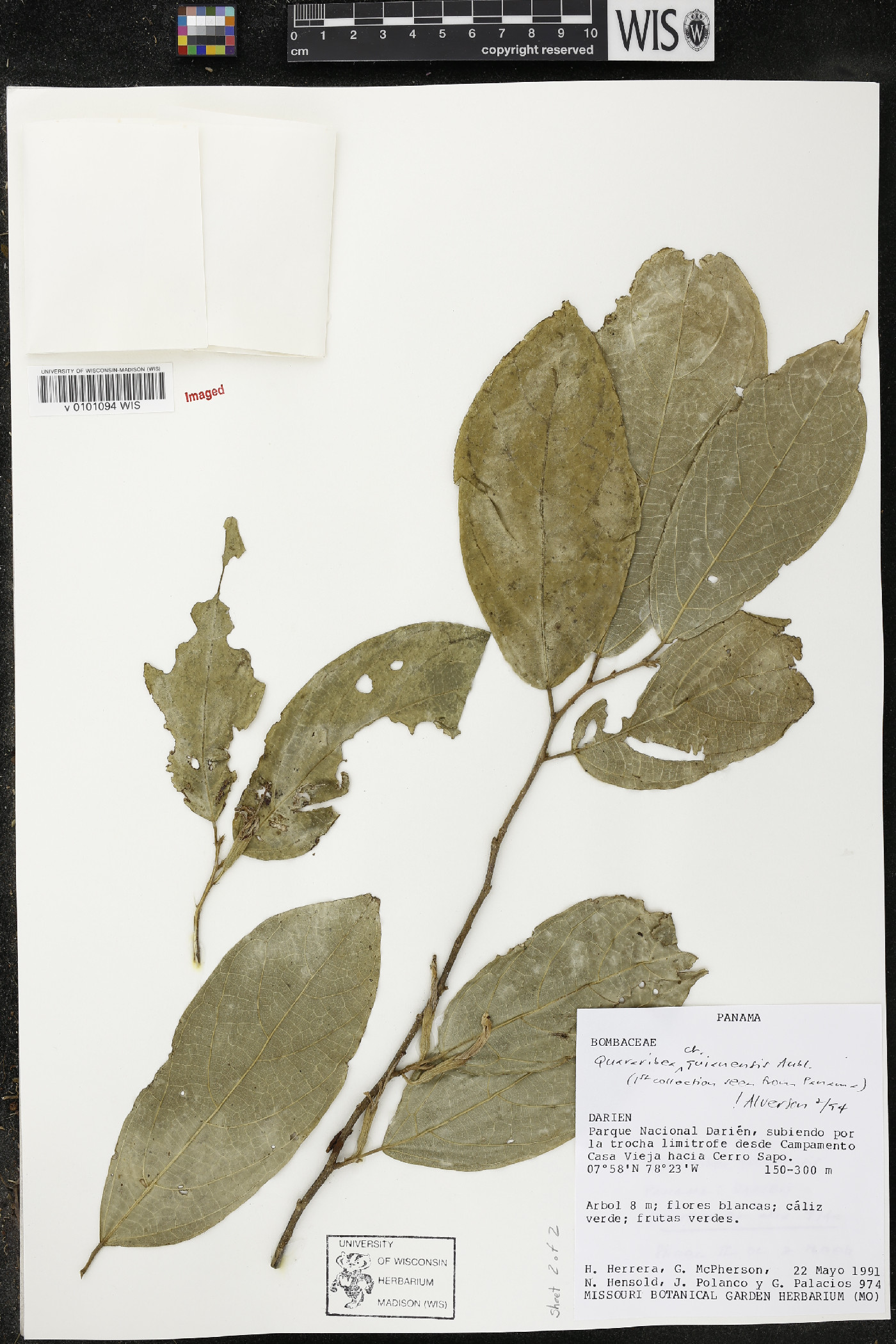 Quararibea guianensis image