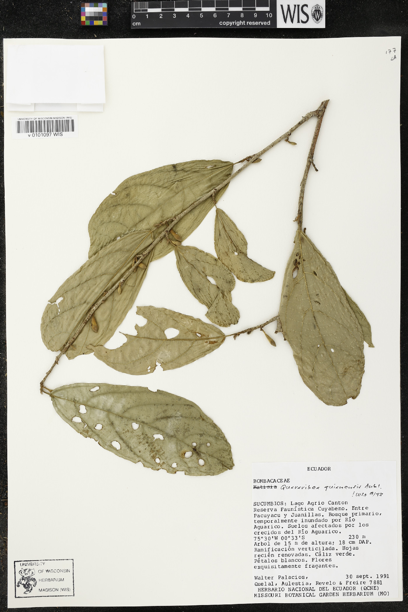 Quararibea guianensis image