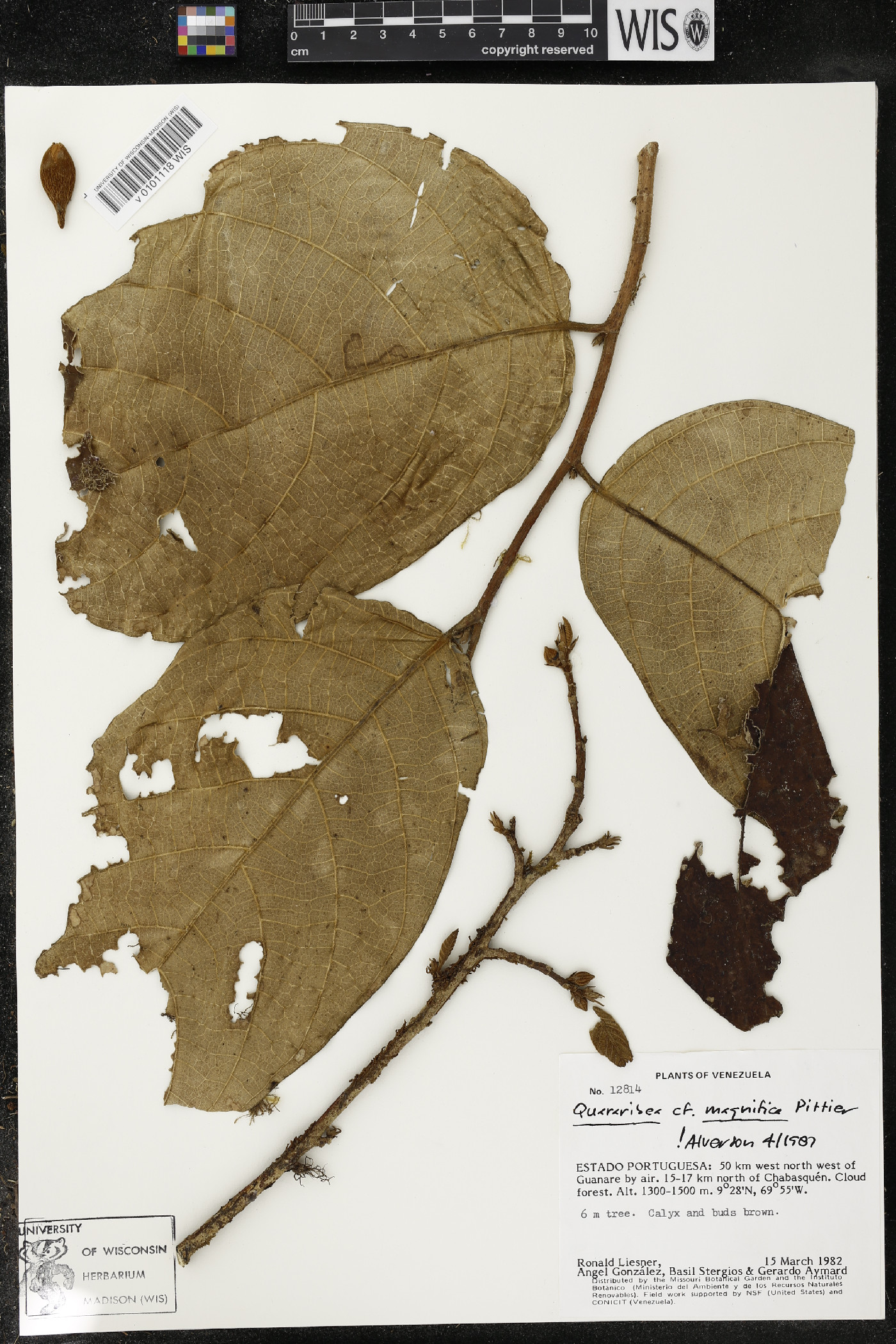 Quararibea magnifica image