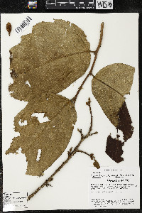 Media resource of Quararibea magnifica