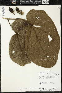 Matisia obliquifolia image