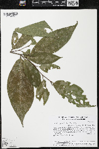 Quararibea yunckeri image