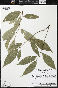 Quararibea yunckeri image