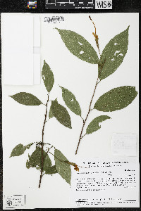 Quararibea yunckeri image