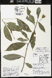 Quararibea yunckeri image