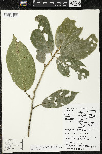 Matisia ochrocalyx image