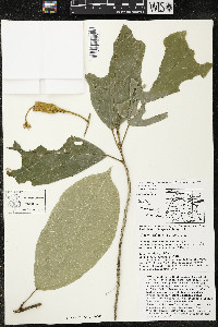 Matisia ochrocalyx image