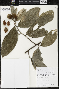 Quararibea yunckeri image