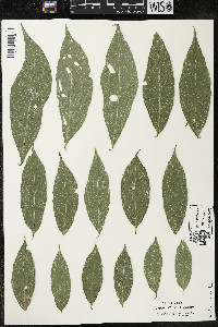 Quararibea yunckeri image