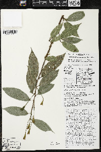 Quararibea yunckeri image