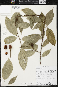 Quararibea yunckeri image