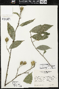 Quararibea yunckeri image