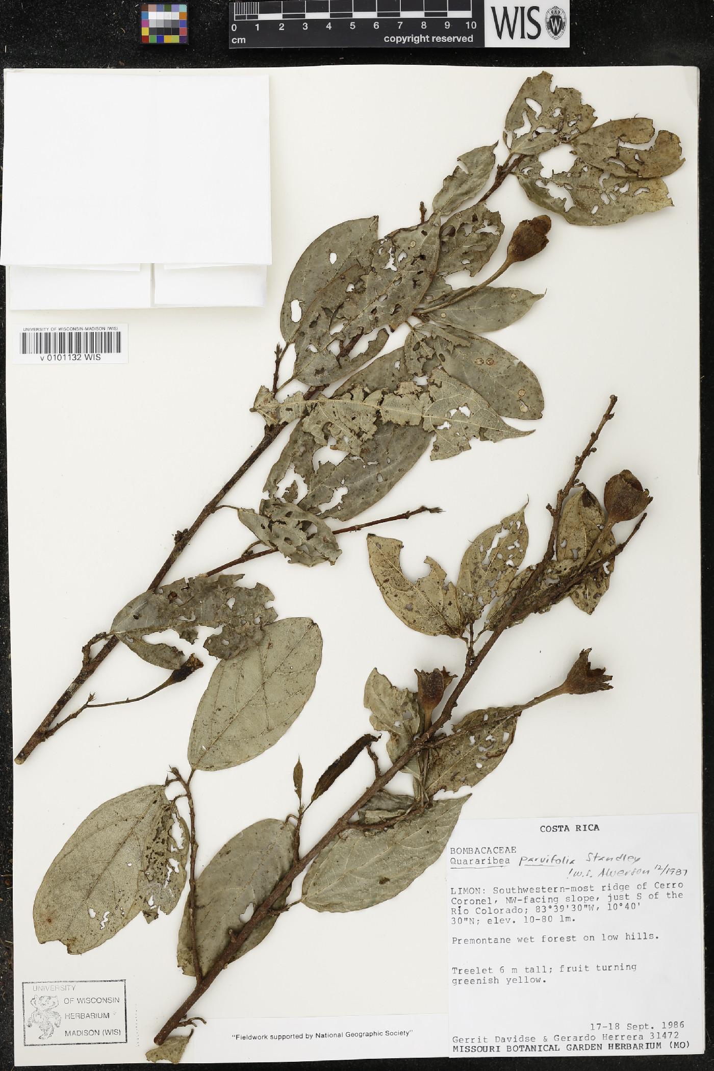 Quararibea yunckeri subsp. yunckeri image