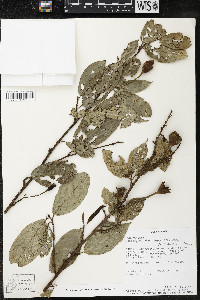 Quararibea yunckeri image