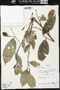 Quararibea yunckeri image