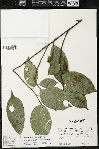 Quararibea yunckeri image