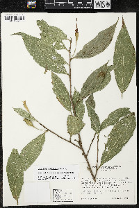 Quararibea yunckeri image