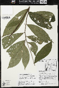 Quararibea yunckeri image