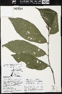 Quararibea yunckeri image