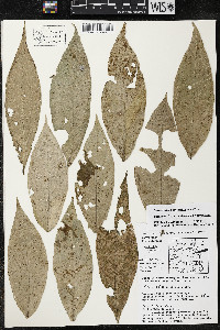 Quararibea yunckeri image