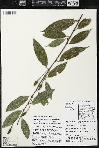 Quararibea yunckeri image