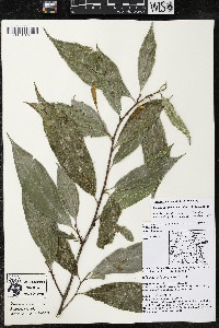 Quararibea yunckeri image