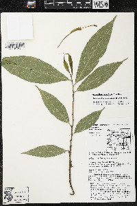 Quararibea yunckeri image