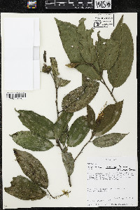 Quararibea yunckeri image