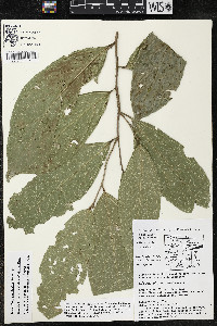 Quararibea yunckeri image