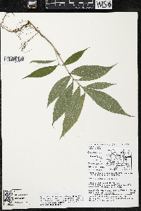 Quararibea yunckeri image