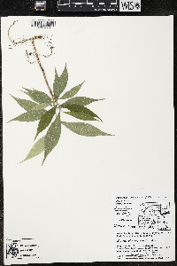 Quararibea yunckeri image