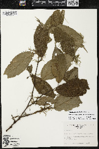 Quararibea yunckeri image