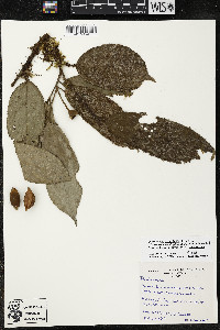Quararibea yunckeri image